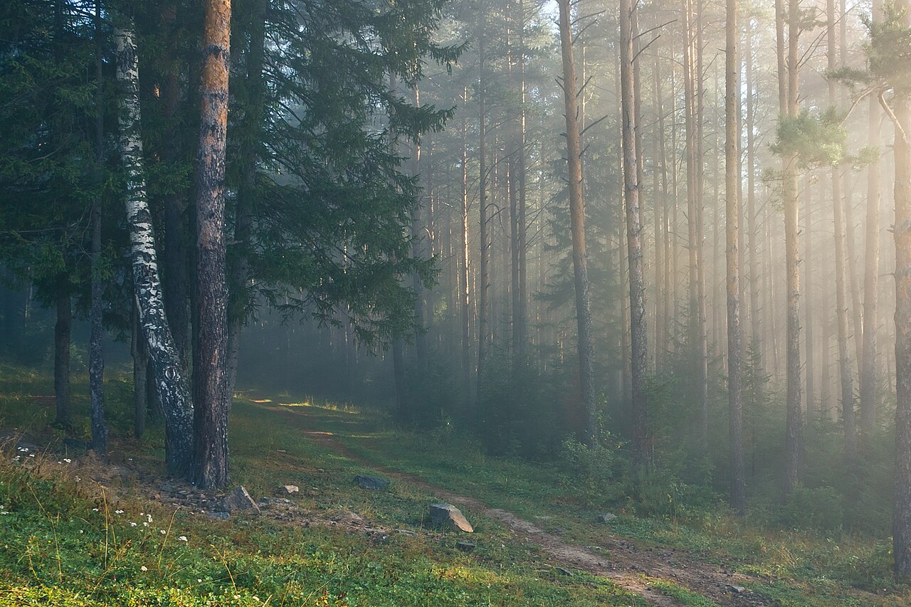 Рассвет в лесу